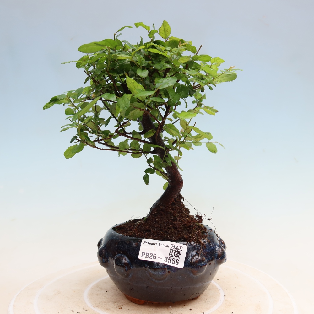 Zimmer Bonsai - Sageretia thea - Sageretia thea