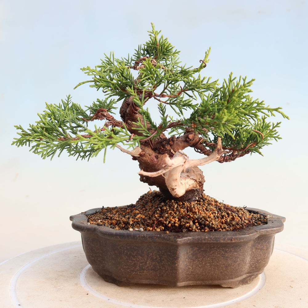 Bonsai für draußen - Juniperus chinensis Itoigawa