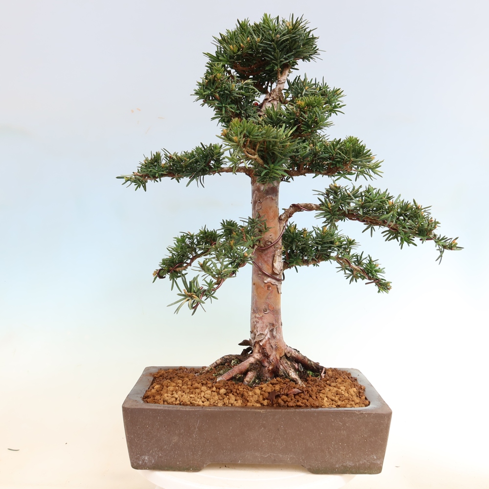 Bonsai für draußen - Taxus cuspidata - Japanische Eibe