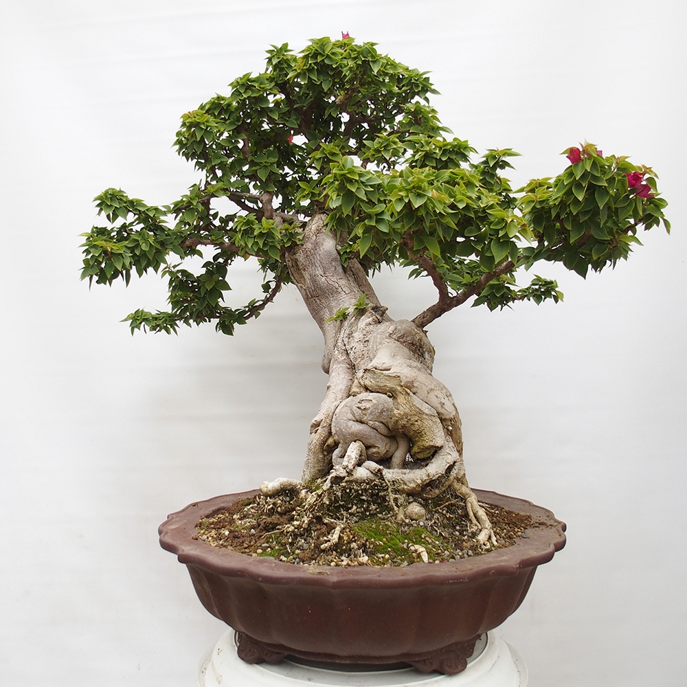 Zimmer Bonsai - Bouganwilea