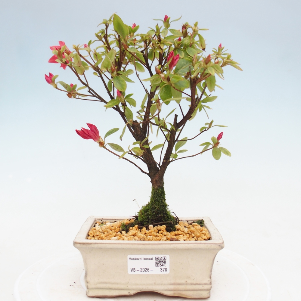 Bonsai für draußen - Japanische Azalee - Azalea sp.