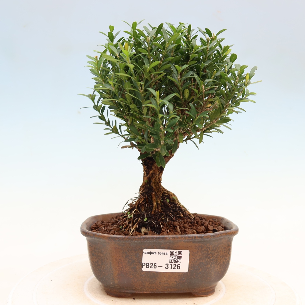 Zimmer Bonsai - Buxus harlandii - Korkbuxus