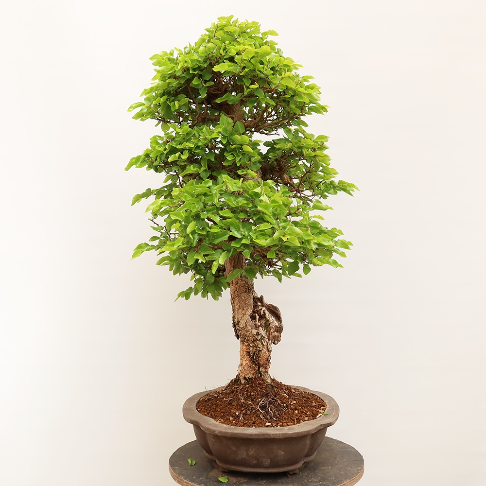 Bonsai für draußen - Karpinus Coreana - Koreanische Hainbuche
