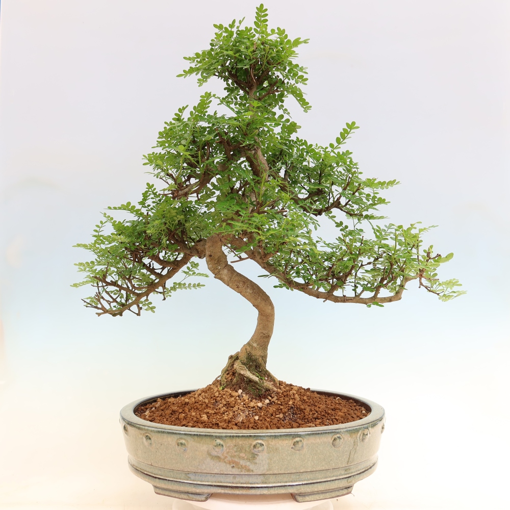 Zimmer Bonsai - Zantoxylum piperitum - Pfefferbaum