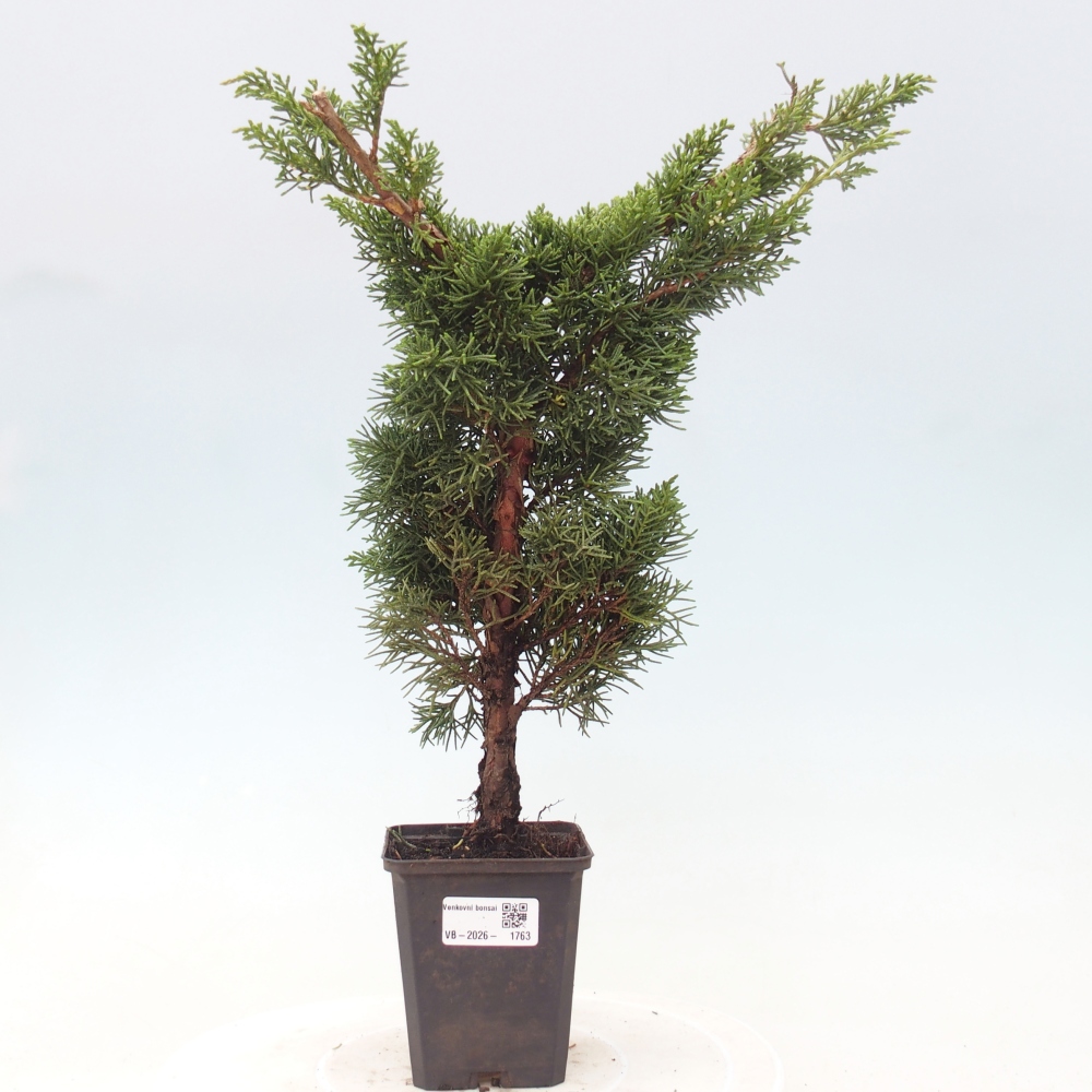 Bonsai für draußen - Juniperus chinensis Kishu