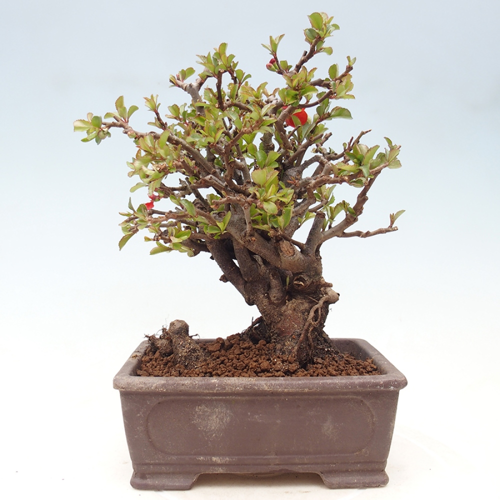 Bonsai für draußen - Chaneomeles speciosa - Quitte