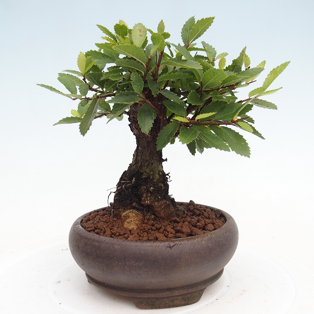 Bonsai für draußen - Zelkova - Zelkova NIRE
