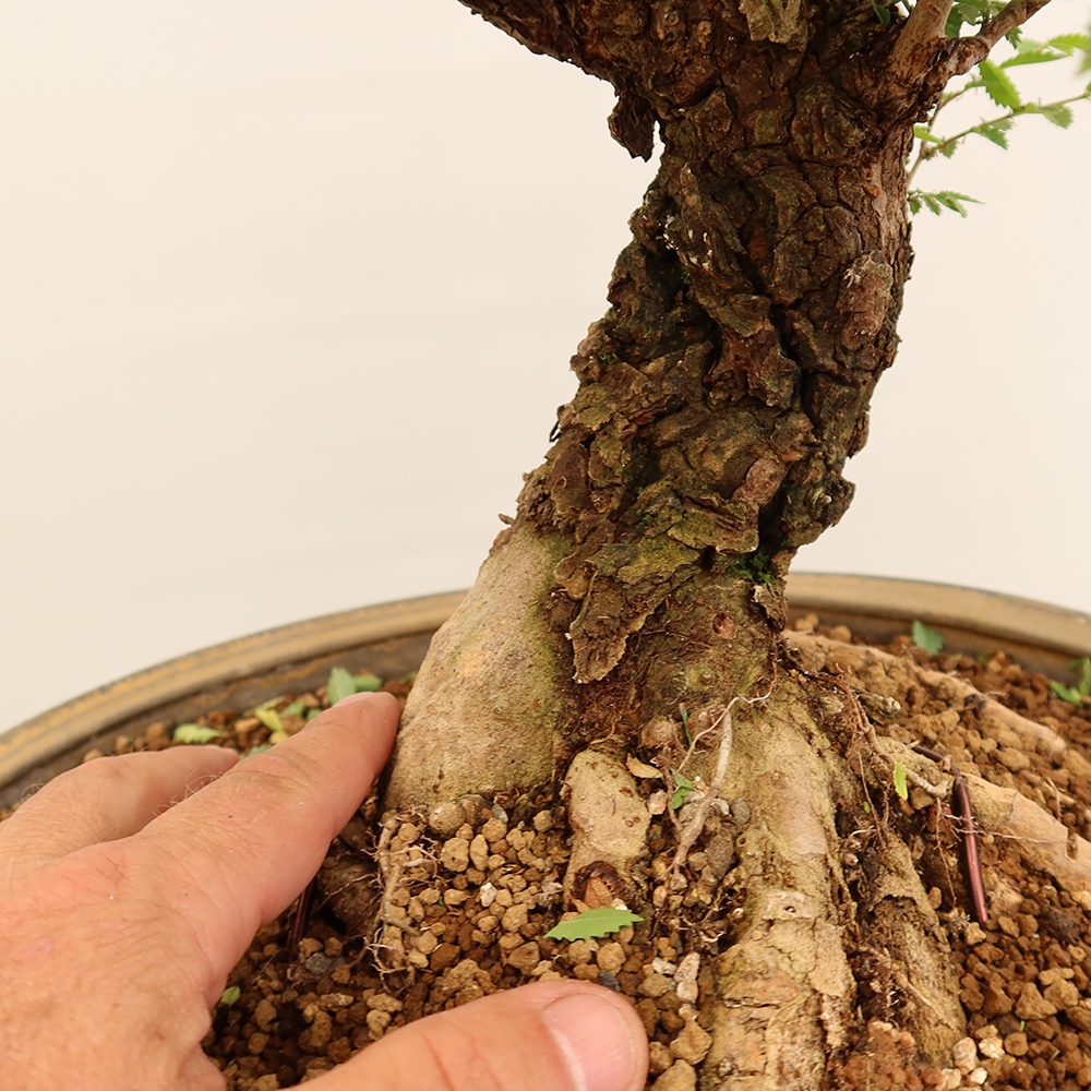 Bonsai für draußen - Zelkova - Zelkova NIRE