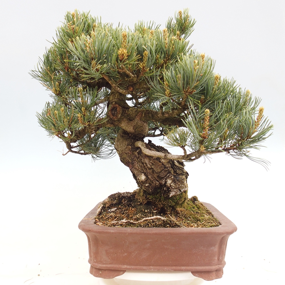 Bonsai für draußen - Pinus parviflora - Pinus parviflora