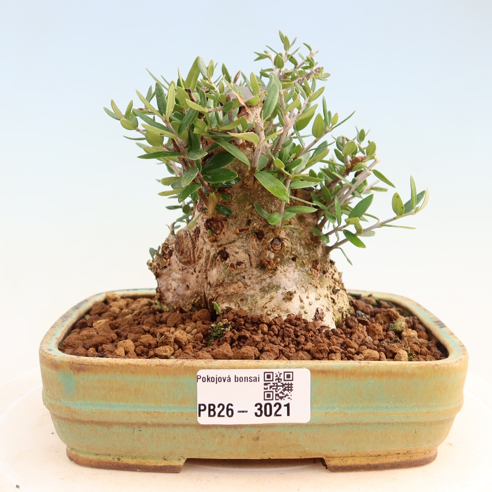 Zimmerbonsai - Olea europaea sylvestris