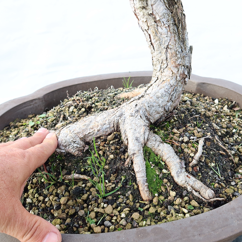 Pinus sylvestris Spanien – Waldkiefer