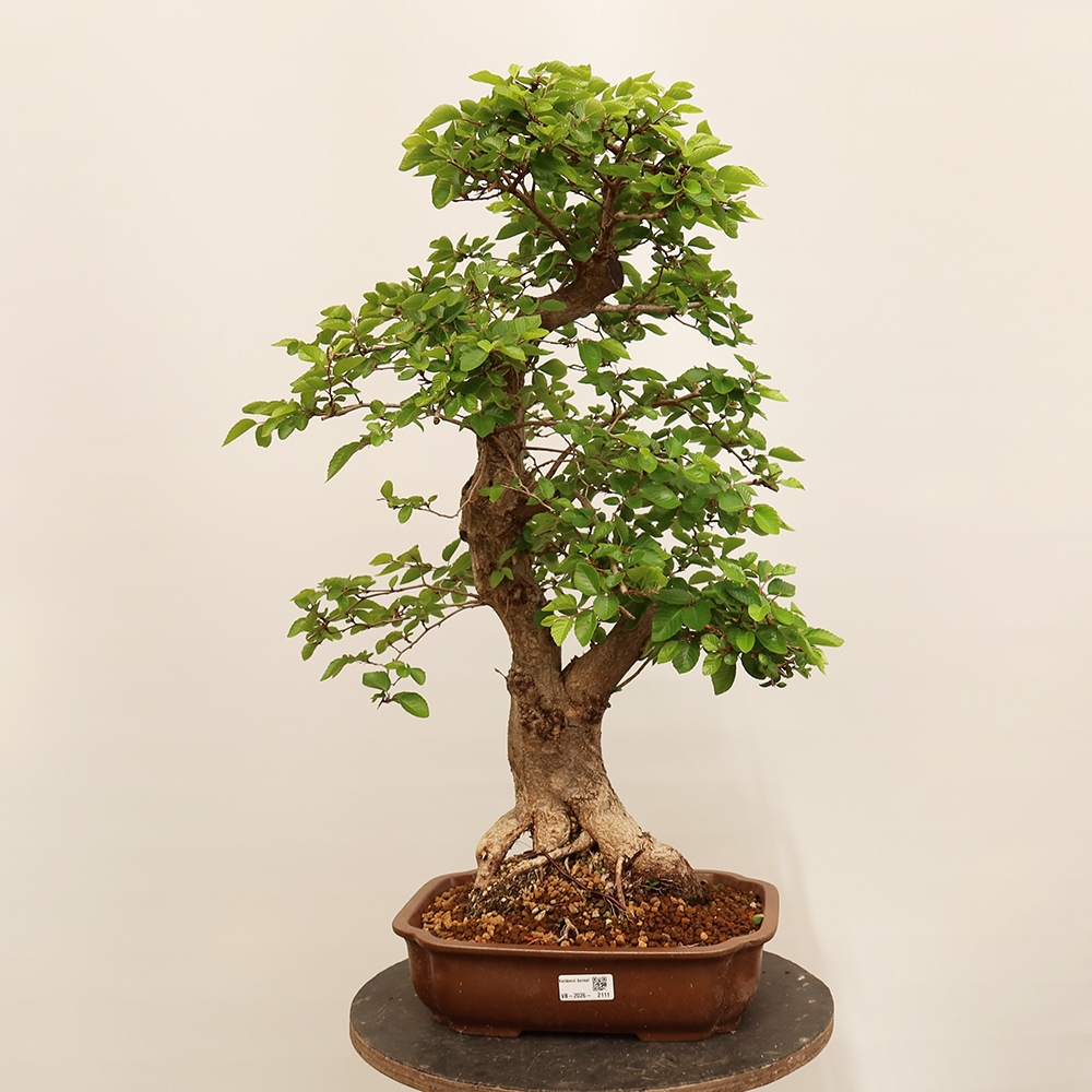 Bonsai für draußen - Karpinus Coreana - Koreanische Hainbuche