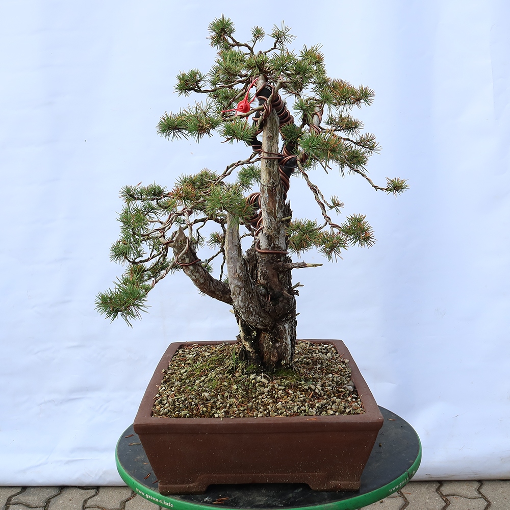 Pinus sylvestris Spanien – Waldkiefer