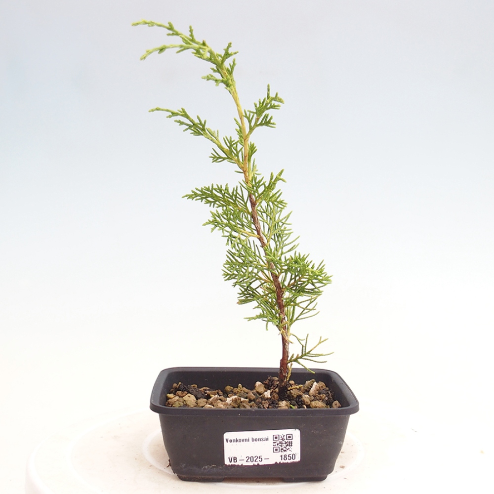 Bonsai für draußen - Juniperus chinensis Itoigawa