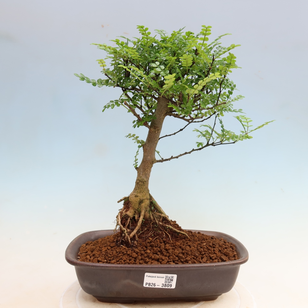 Zimmer Bonsai - Zantoxylum piperitum - Pfefferbaum