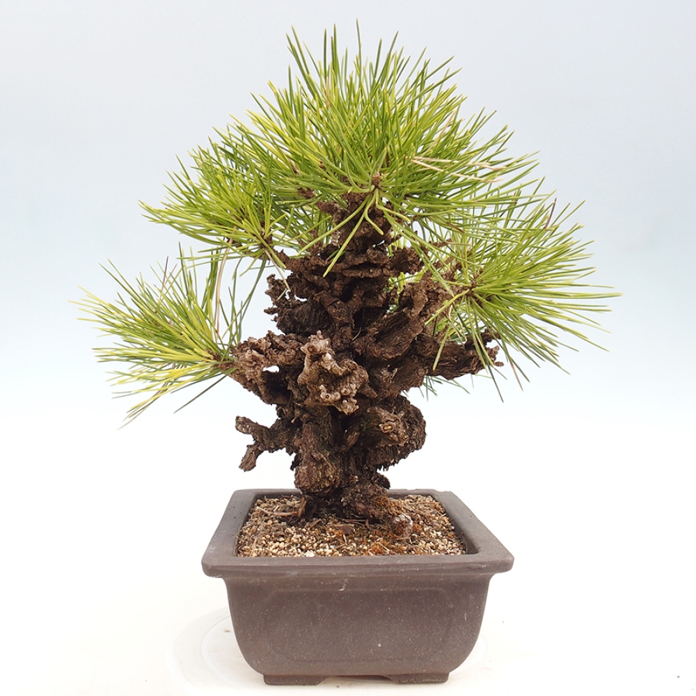 Bonsai für draußen - Pinus thunbergii - Thunberg-Kiefer