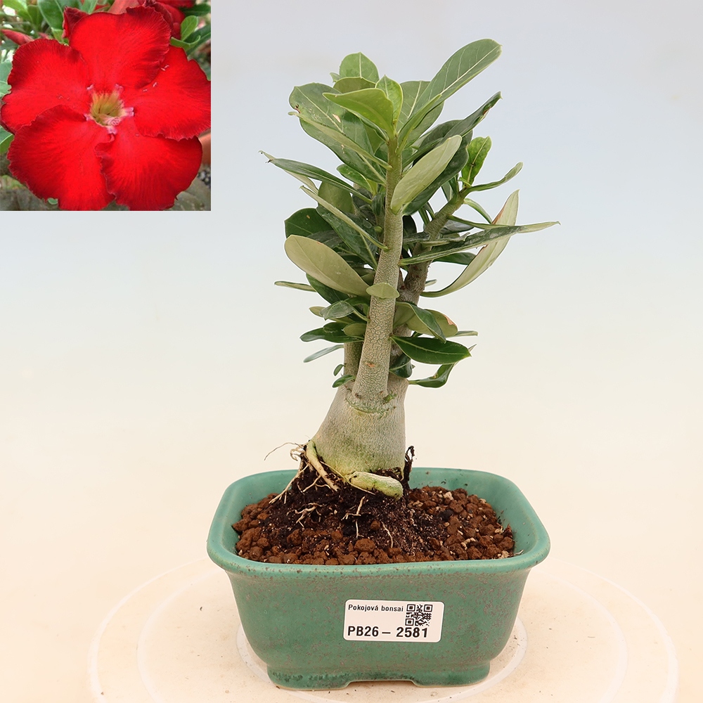 Zimmerbonsai – Adenium obesum „Red Star“ – Wüstenrose