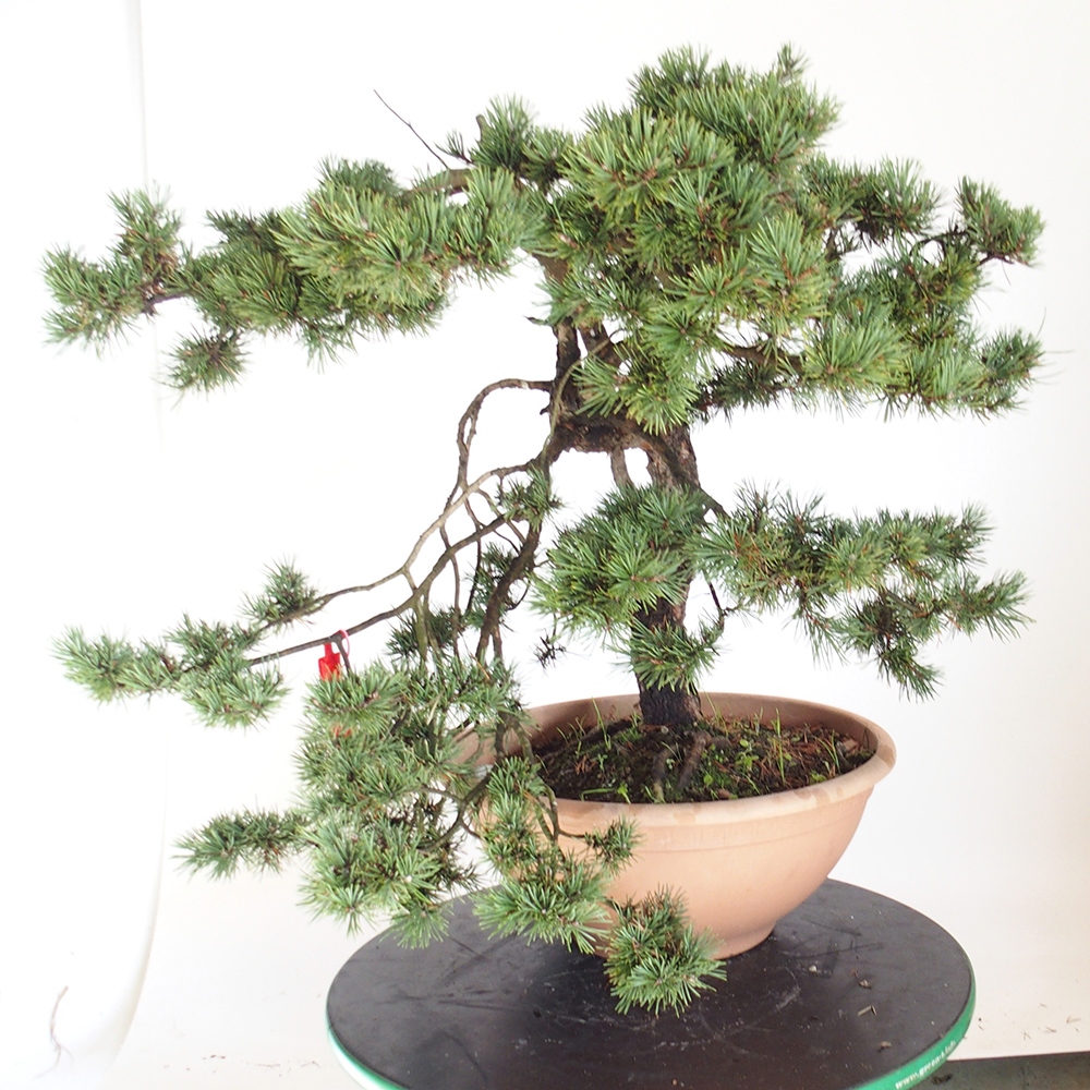 Yamadori - Pinus sylvestris Spanien