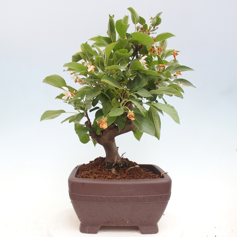 Outdoor-Bonsai -Malus halliana - Kleinfrüchtiger Apfelbaum