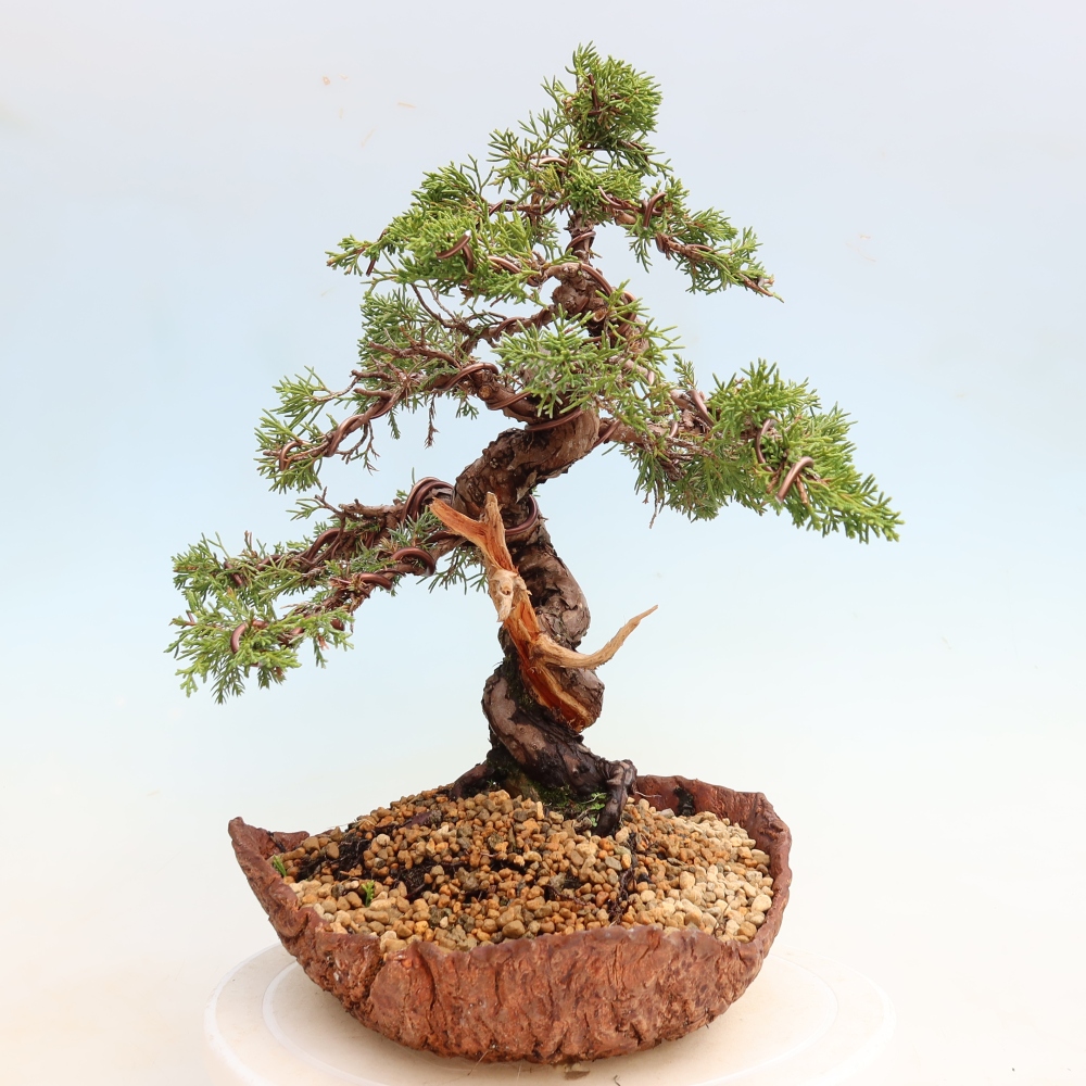 Bonsai für draußen - Juniperus chinensis Itoigawa-Juniperus chinensis