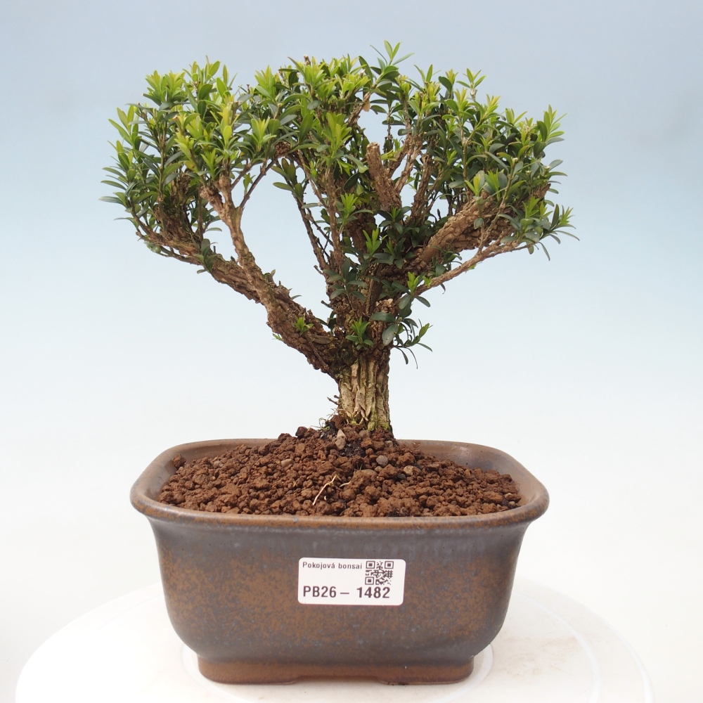 Zimmer Bonsai - Buxus harlandii - Korkbuxus