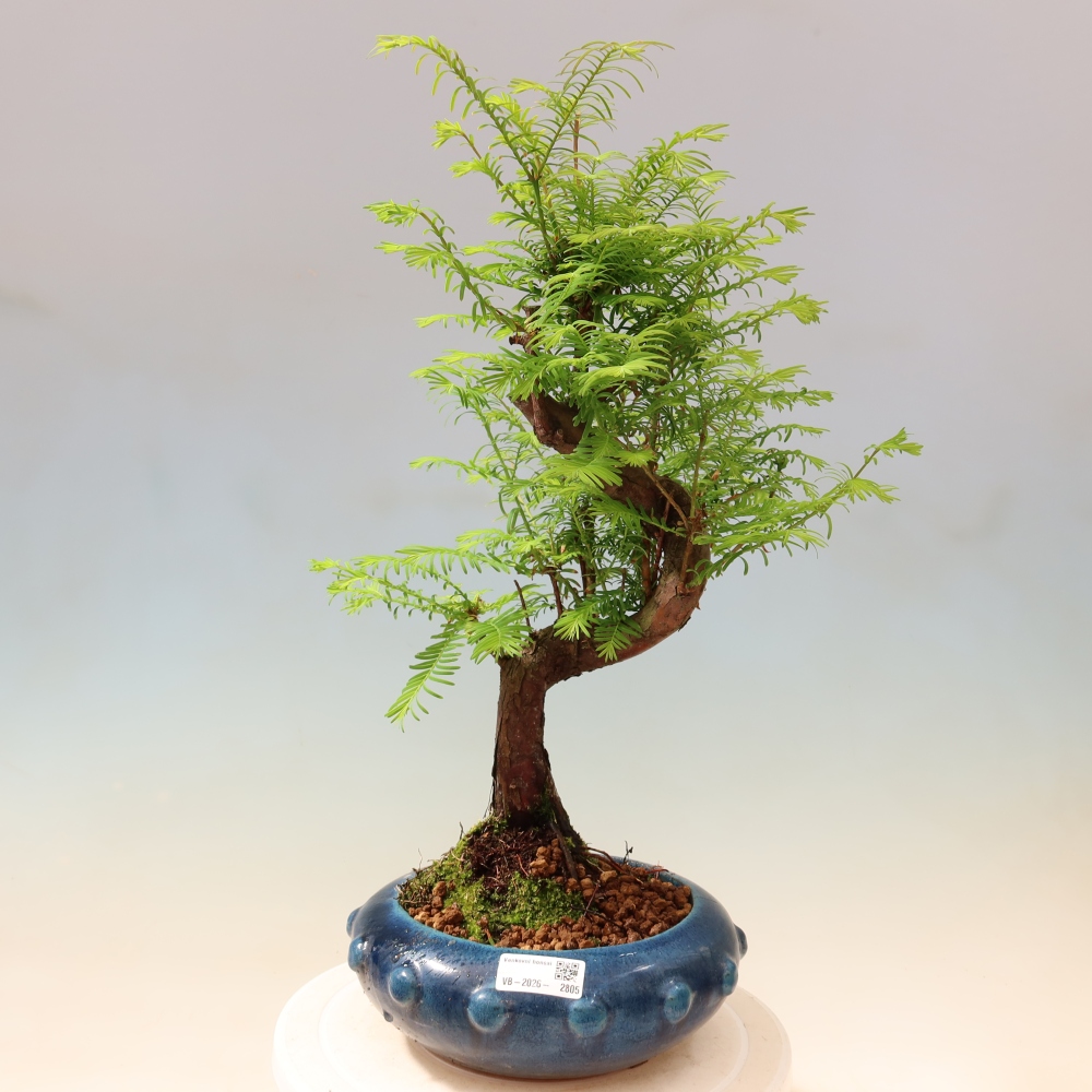 Bonsai für draußen - Metasequoia glyptostroboides - Chinesische Metasequoia