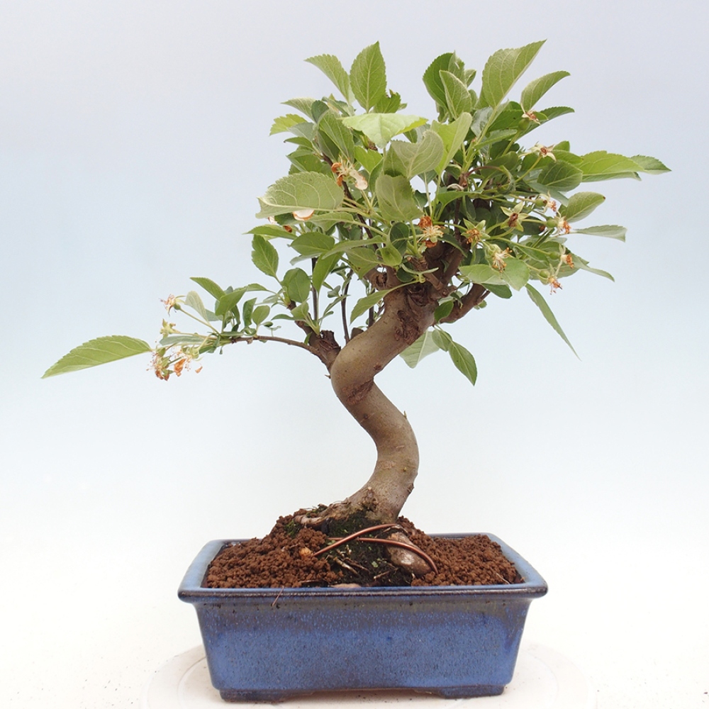 Outdoor-Bonsai -Malus halliana - Kleinfrüchtiger Apfelbaum