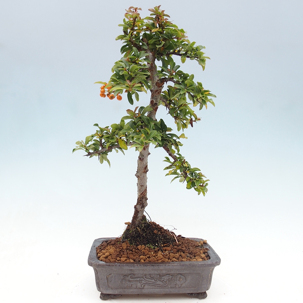 Freiland-Bonsai-Pyracantha Teton -Hlox
