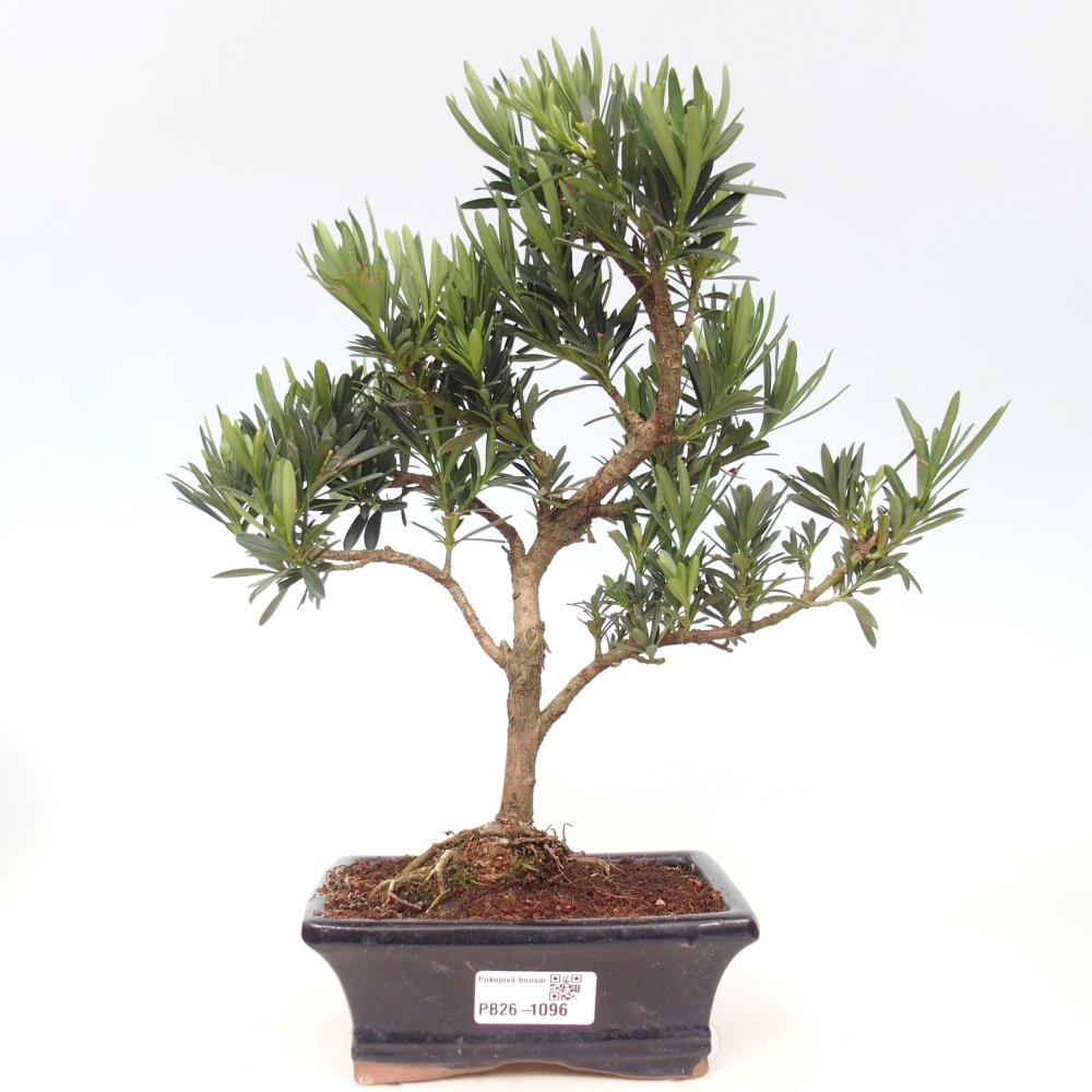 Zimmerbonsai - Podocarpus - Stein-Eibe