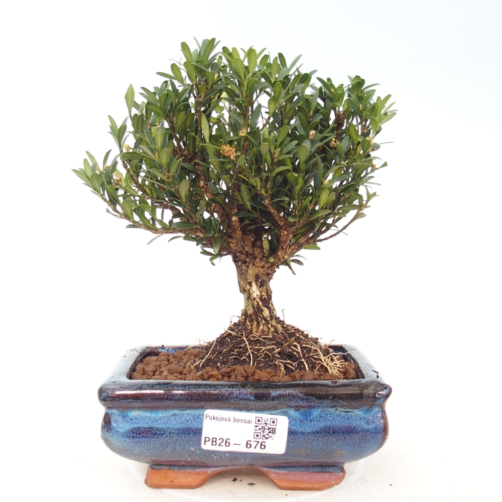 Zimmer Bonsai - Buxus harlandii - Korkbuxus