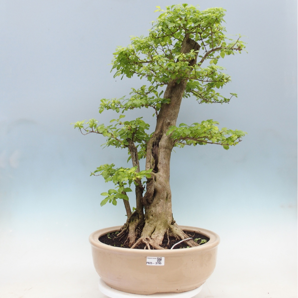 Zimmerbonsai - Duranta erecta Aurea - NUR PERSÖNLICHE ABHOLUNG oder Palettentransport