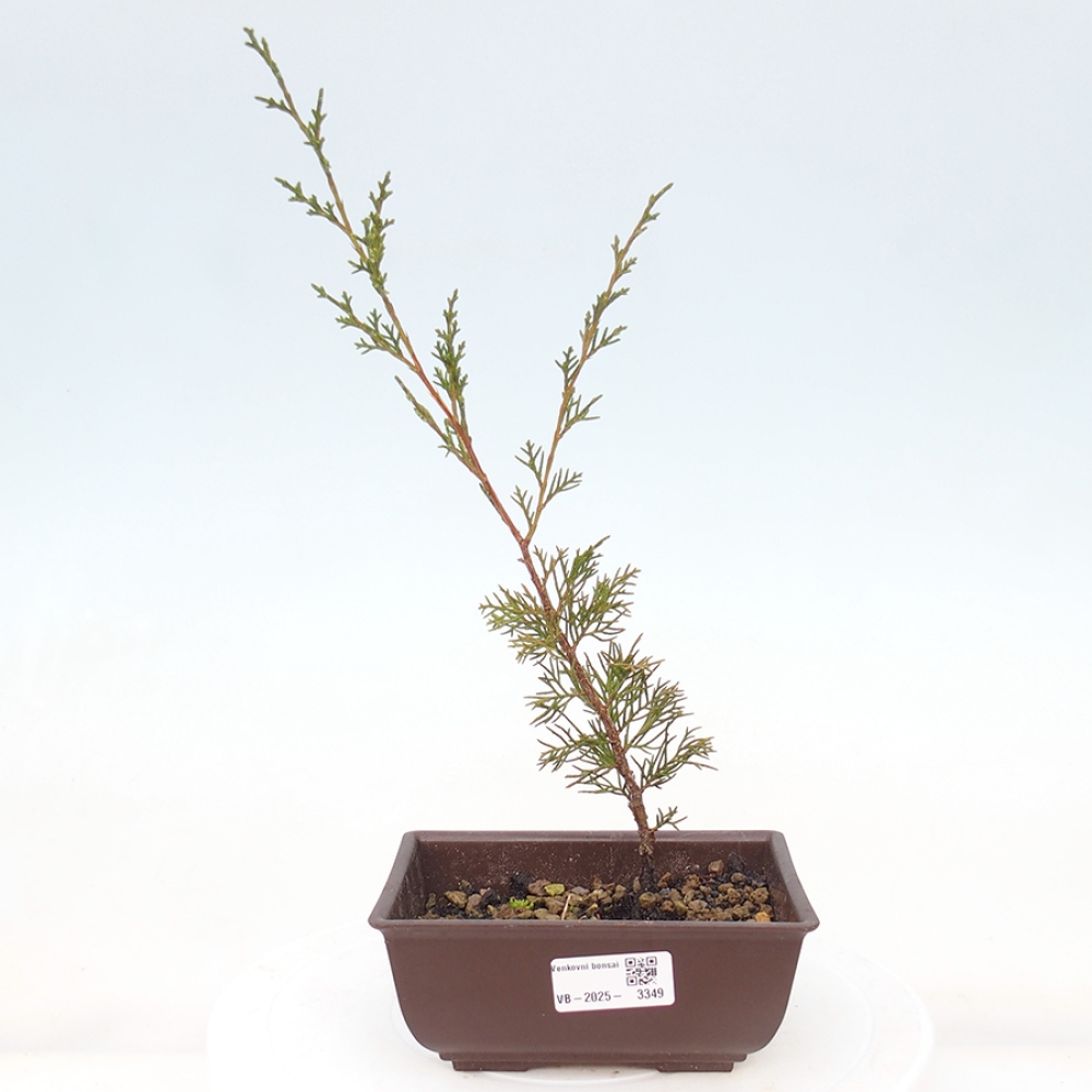 Bonsai für draußen - Juniperus chinensis Itoigawa