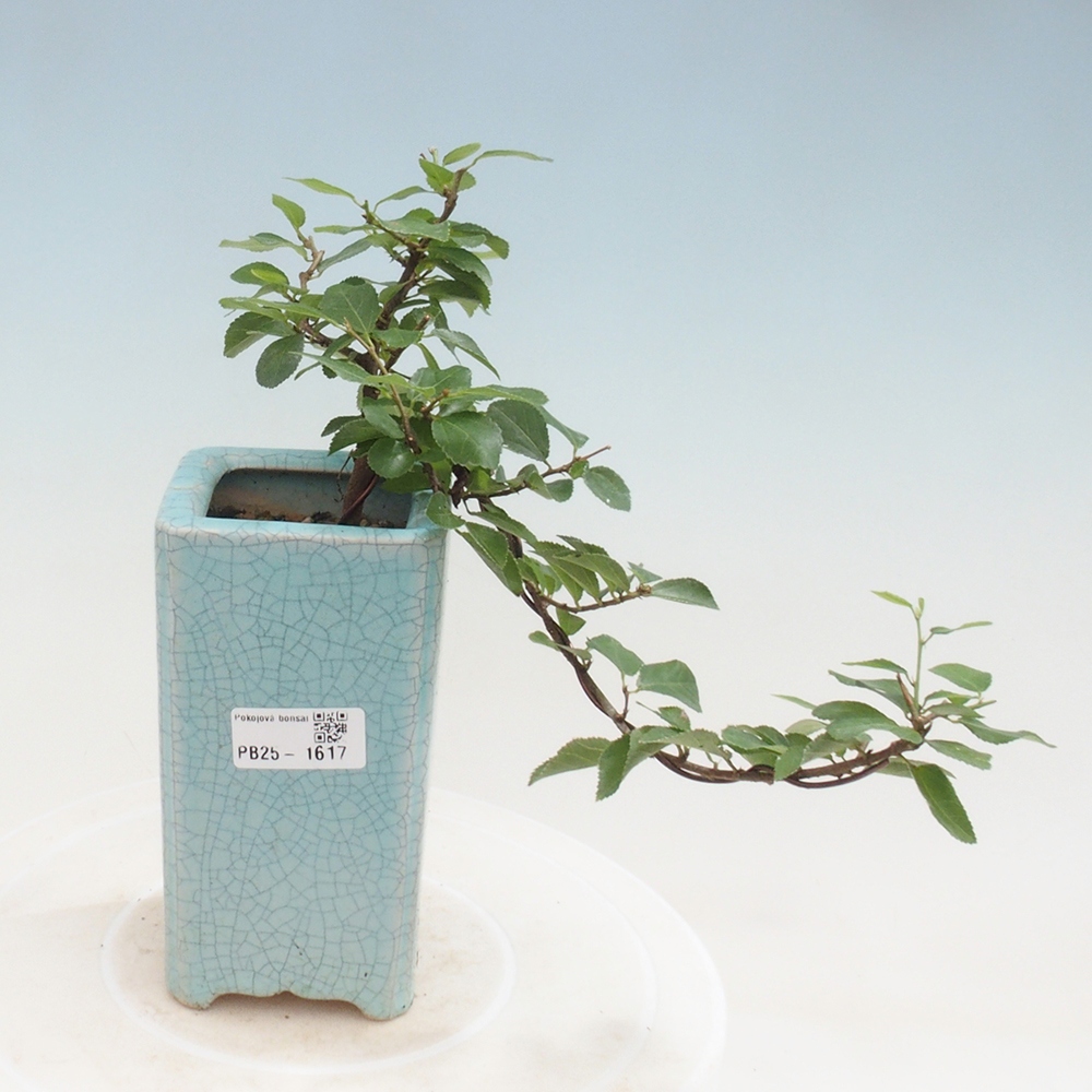 Zimmerbonsai - Grewia occidentalis - Lavendel Seestern