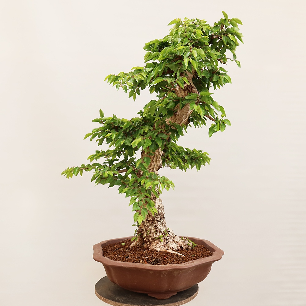 Bonsai für draußen - Karpinus Coreana - Koreanische Hainbuche
