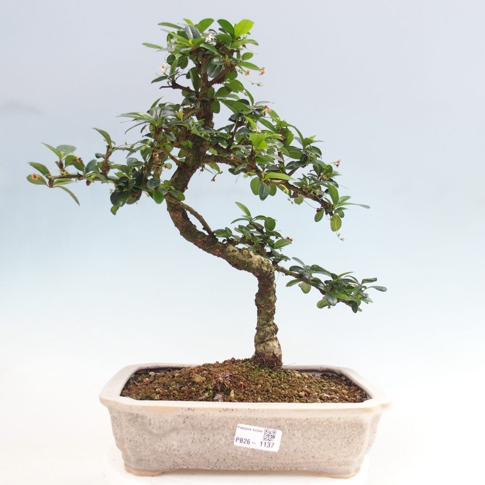 Zimmer-Bonsai - Carmona macrophylla - Tee-Fuki