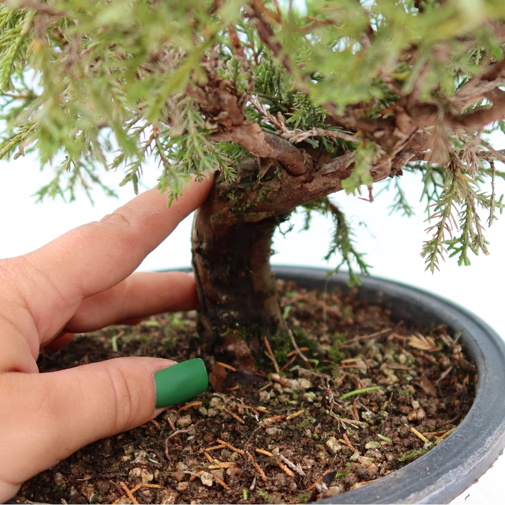 Bonsai für draußen - Juniperus chinensis Itoigawa-Juniperus chinensis