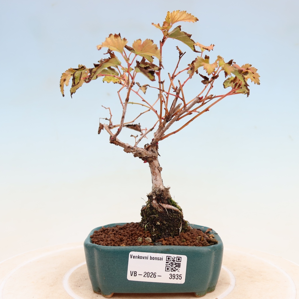 Bonsai für den Außenbereich – Stephanandra incisa – Gebogene Stephanandra