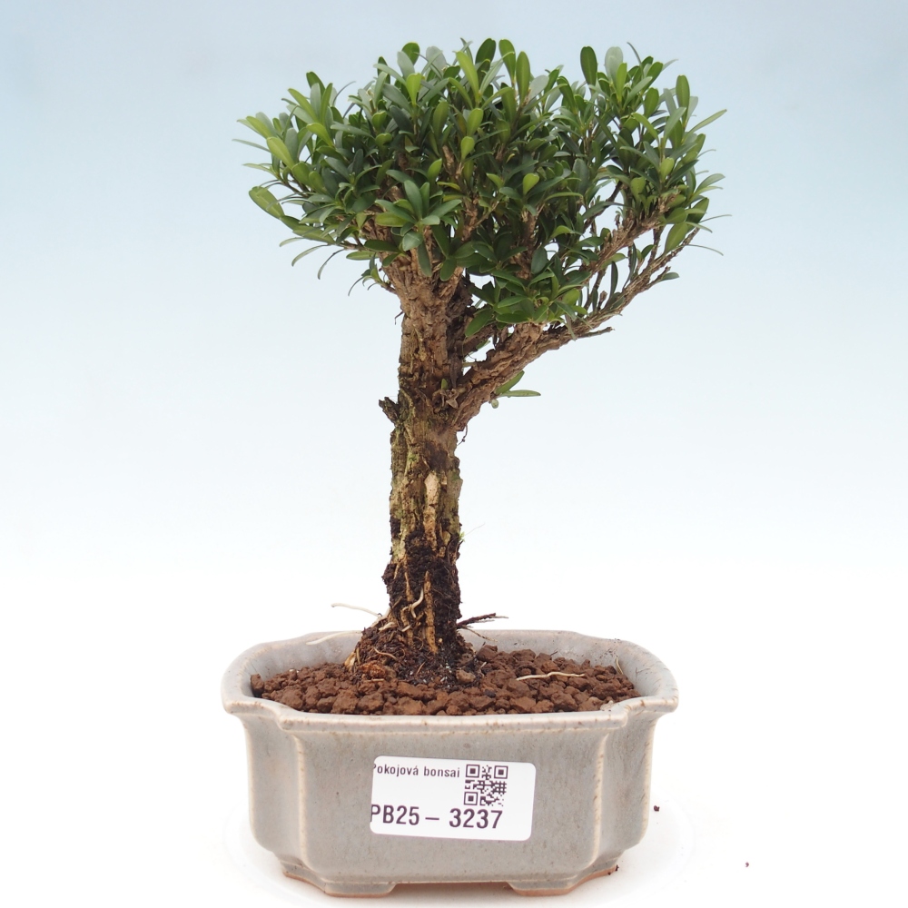 Zimmer Bonsai - Buxus harlandii - Korkbuxus