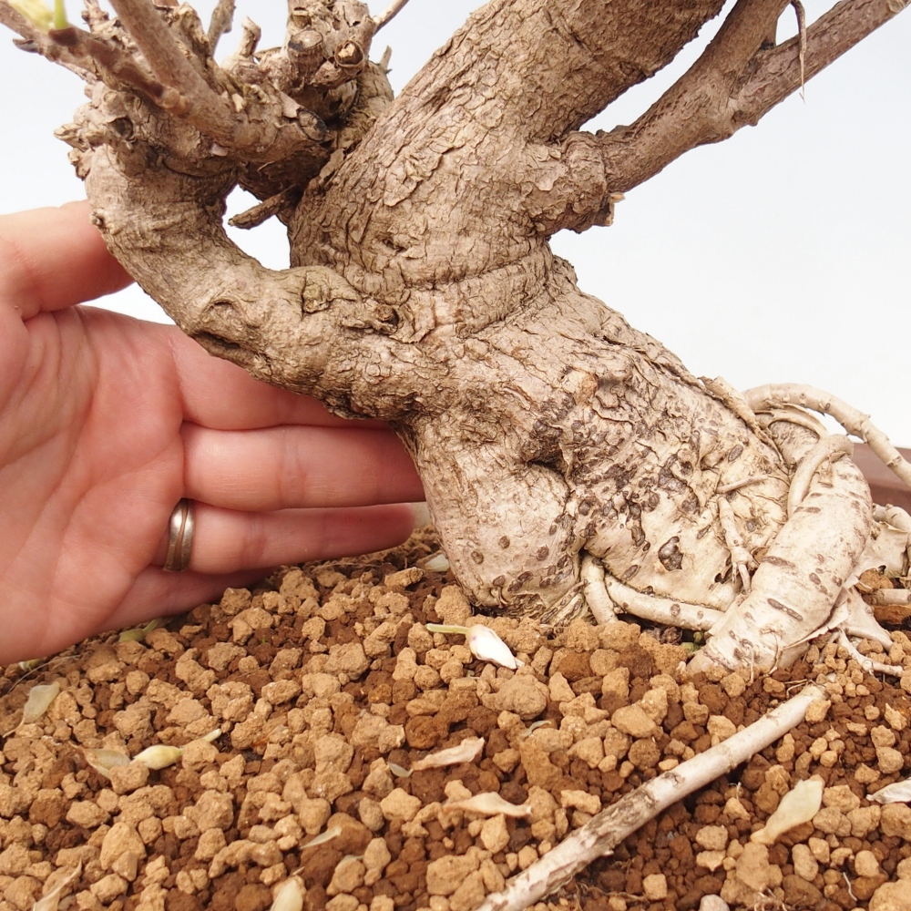 Bonsai für draußen - Vistaria - Glyzinie
