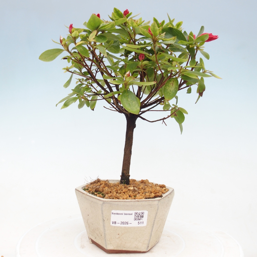 Bonsai für draußen - Japanische Azalee - Azalea sp.