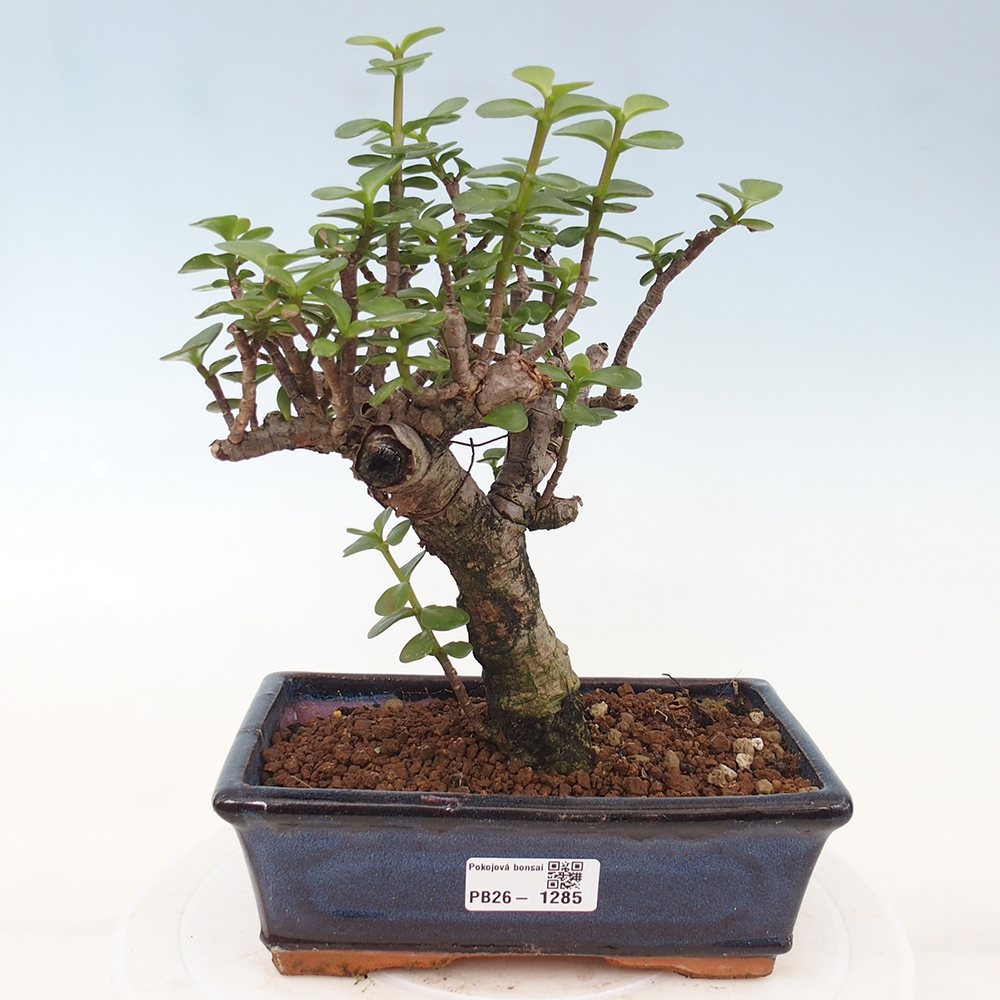 Zimmer Bonsai - Portulakaria Afra - Tlustice