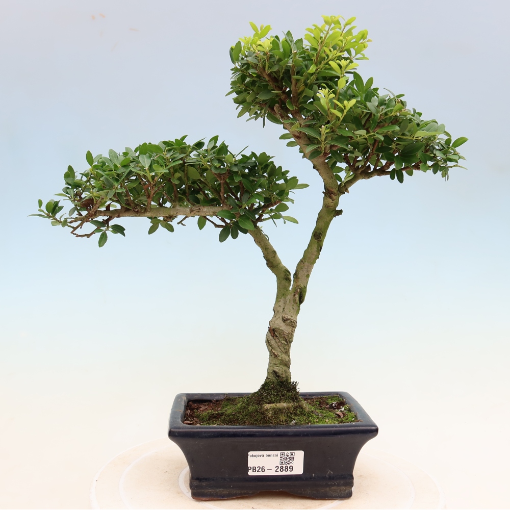 Zimmer Bonsai - Ilex crenata - Stechpalme