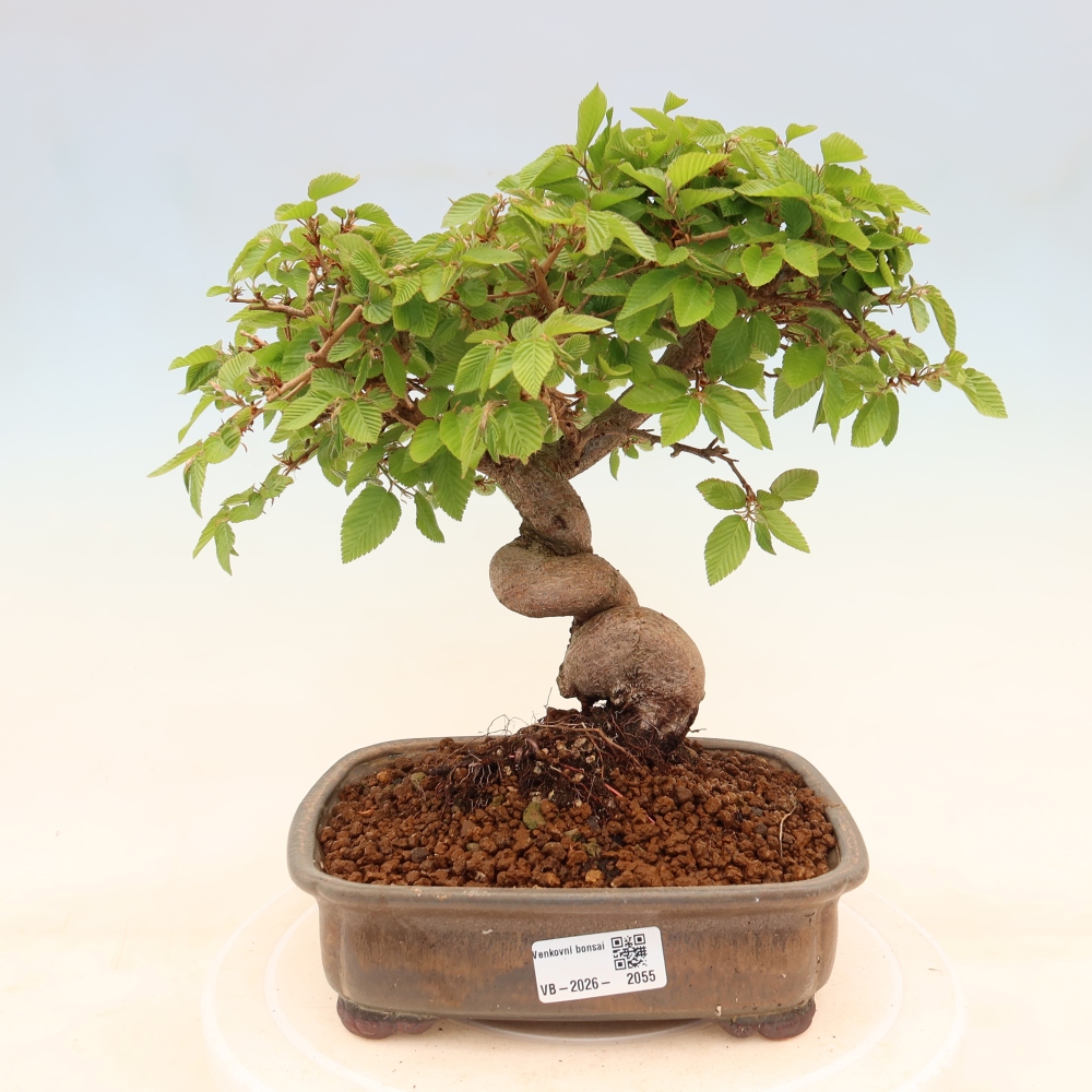 Bonsai für draußen - Karpinus Coreana - Koreanische Hainbuche