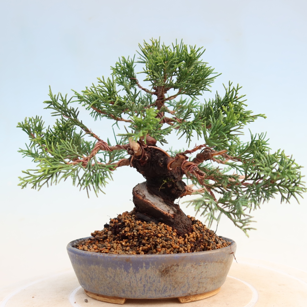 Bonsai für draußen - Juniperus chinensis Itoigawa