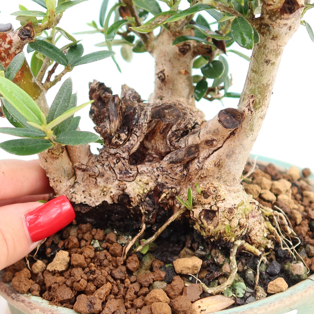 Zimmerbonsai - Olea europaea sylvestris