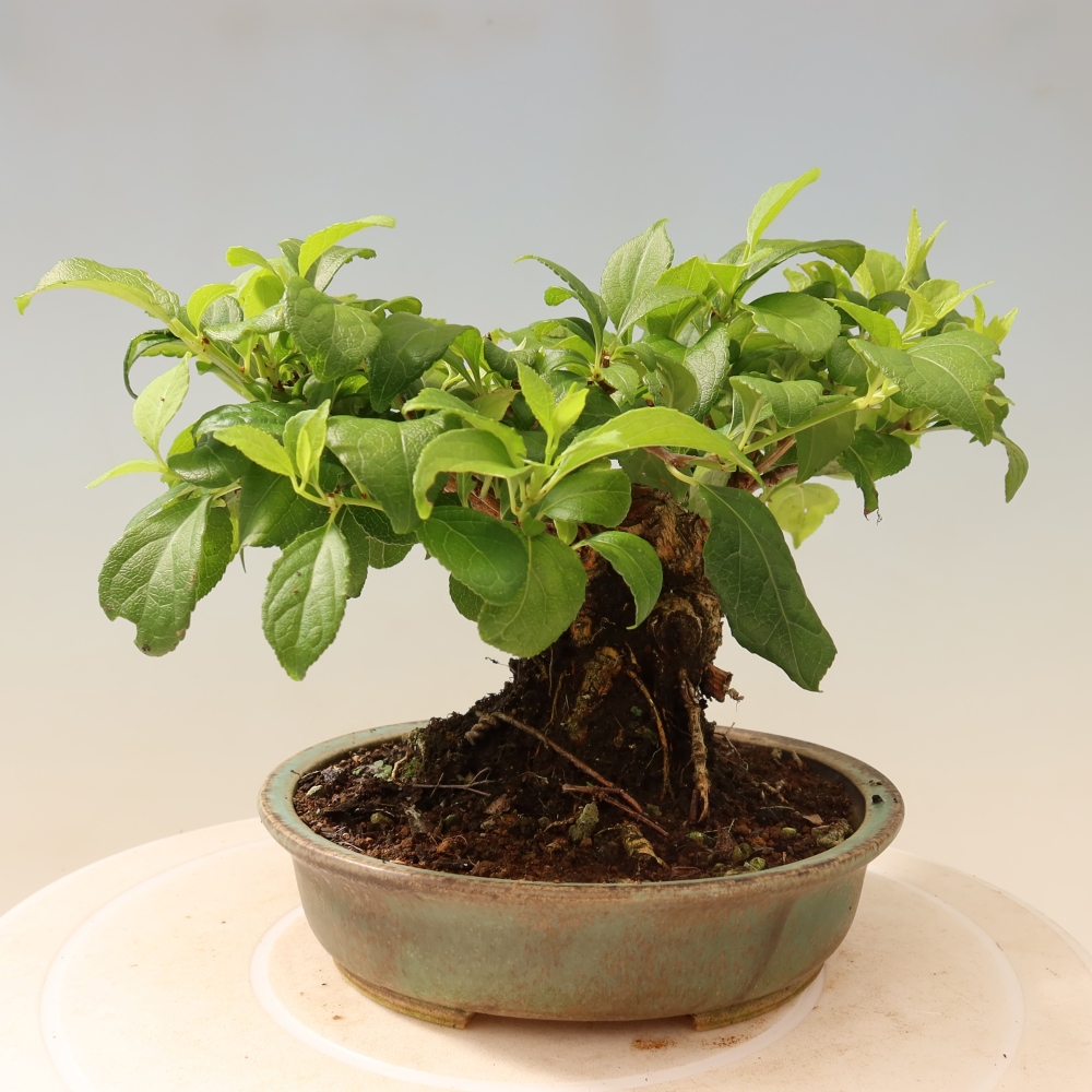 Bonsai für draußen - Celastrus orbiculatus