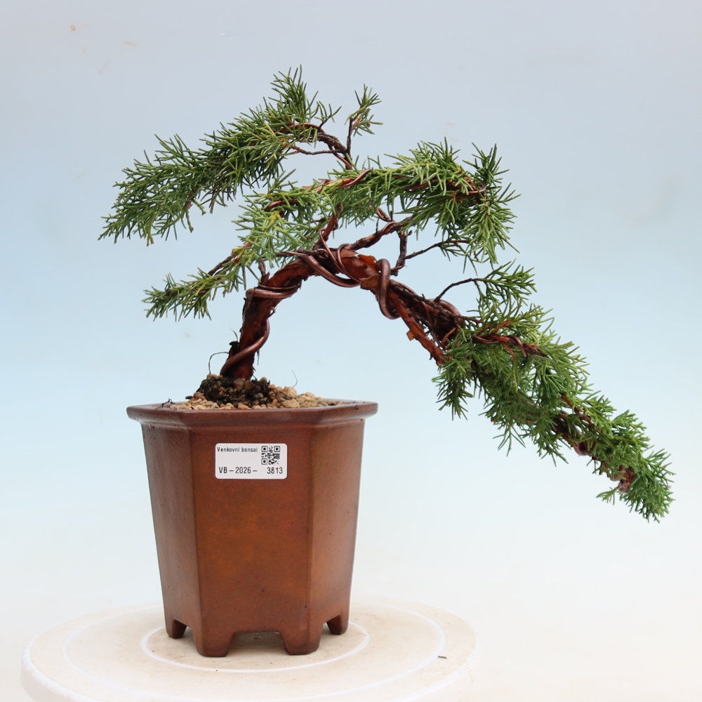 Bonsai für draußen - Juniperus chinensis Kishu
