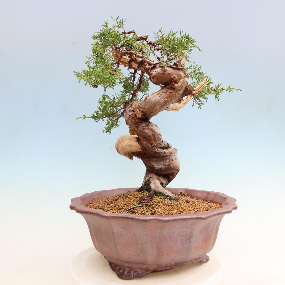 Bonsai für draußen - Juniperus chinensis Itoigawa-Juniperus chinensis