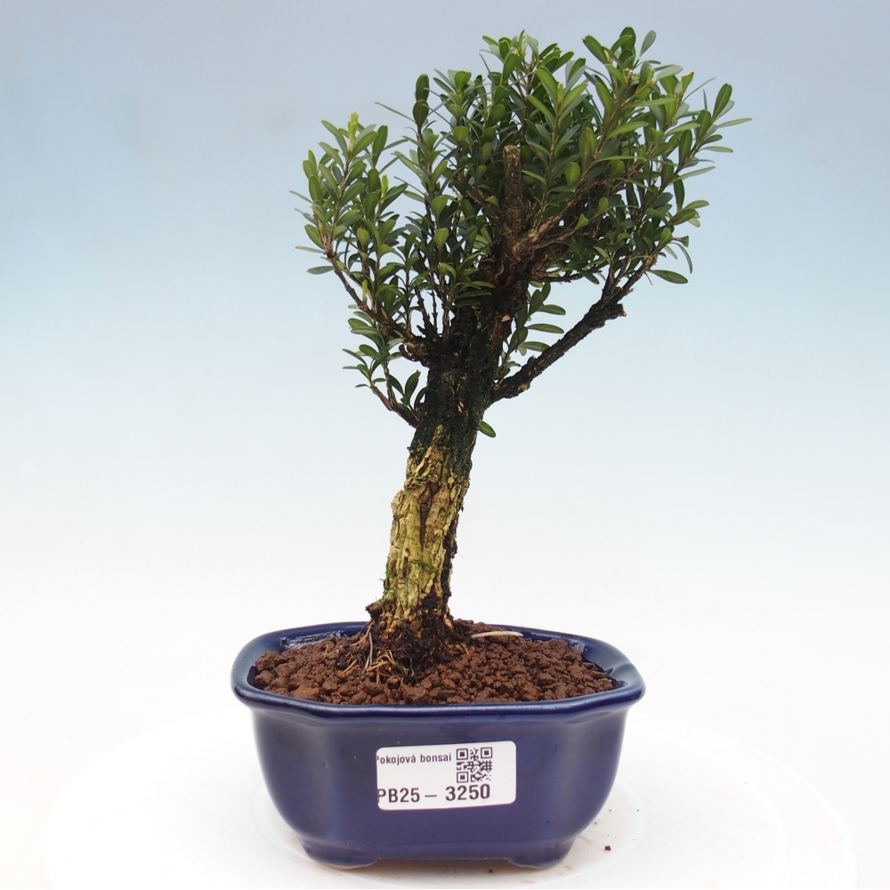 Zimmer Bonsai - Buxus harlandii - Korkbuxus