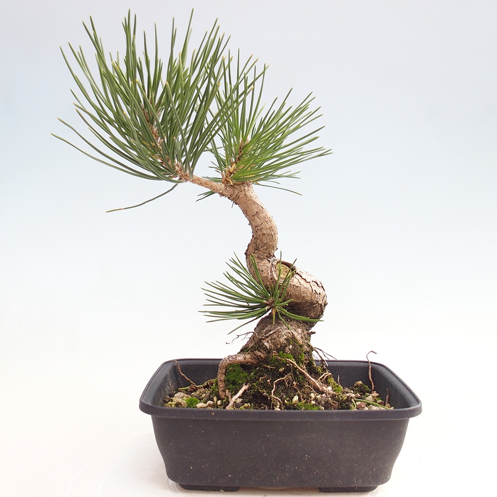 Bonsai für draußen - Pinus thunbergii - Thunberg-Kiefer